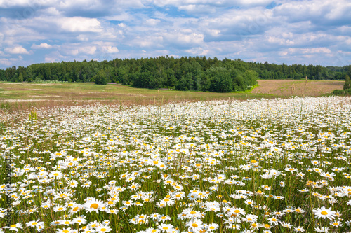 spring landscape with flowering flowers on meadow