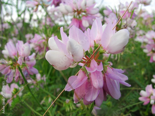 beautiful pink wild bird vetch, close up photo