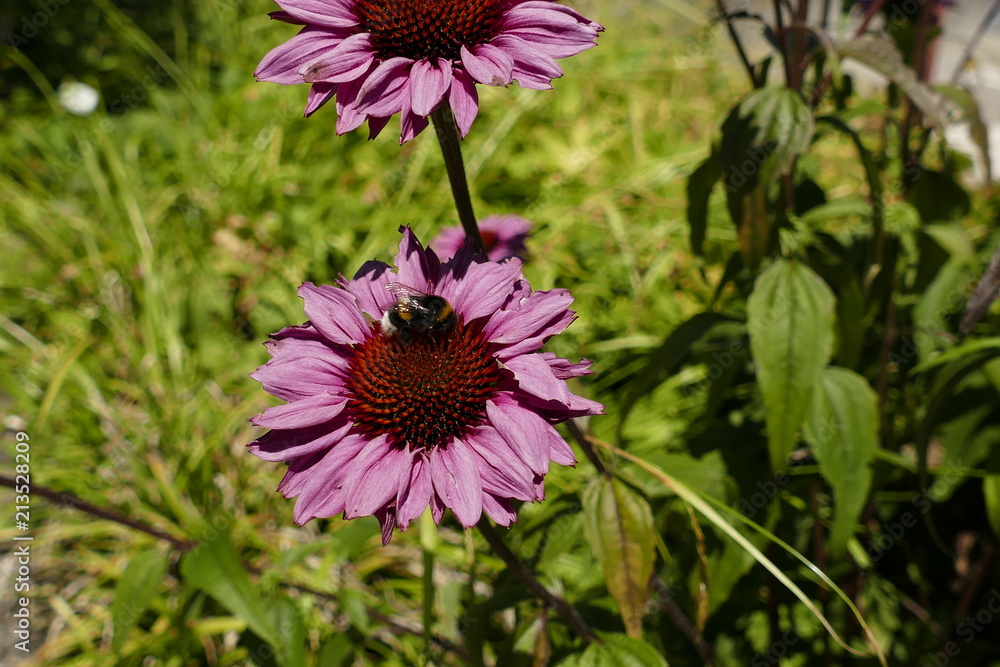 Fototapeta premium Pinkfarbene Sonnenhutblüte mit Hummel