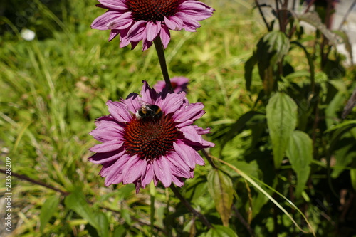 Pinkfarbene Sonnenhutbl  te mit Hummel