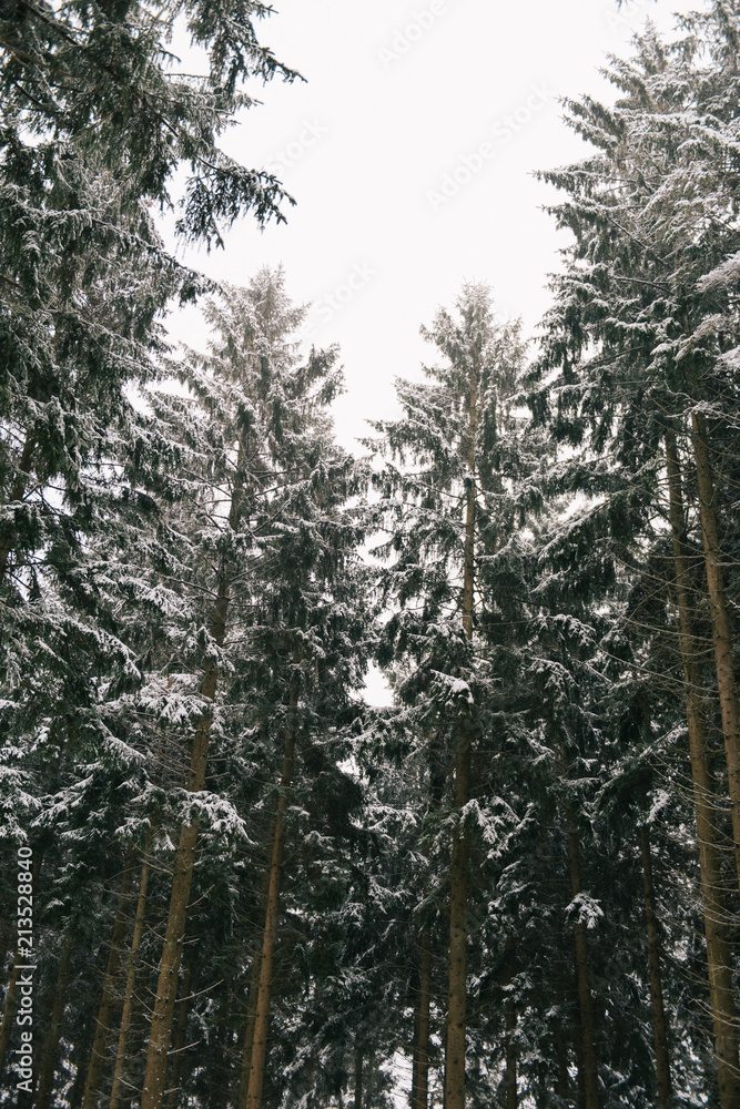 Snow on pine treetops Snow on pine treetops