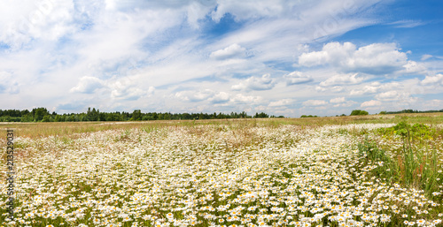 spring landscape panorama with flowering flowers on meadow