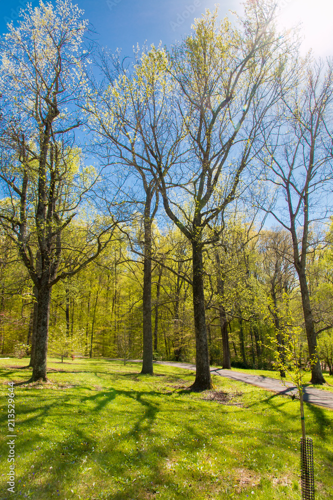 Fototapeta premium Spring season in park.