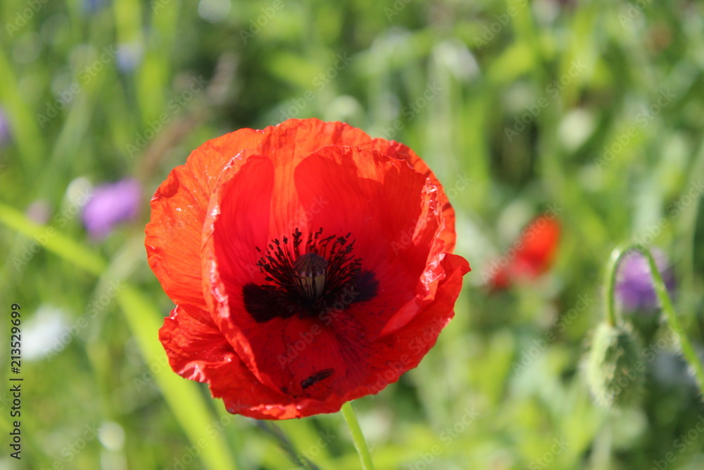 Fototapeta premium Mohnblüte