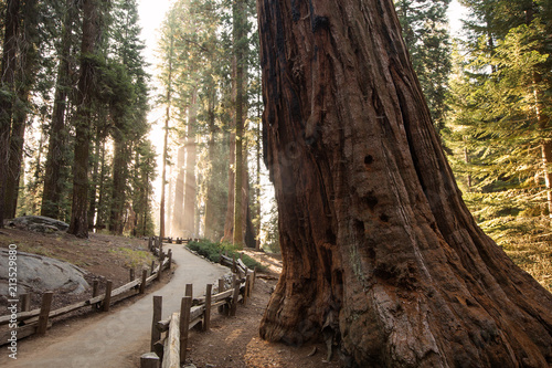 Sunset in Sequoia national park in California, USA