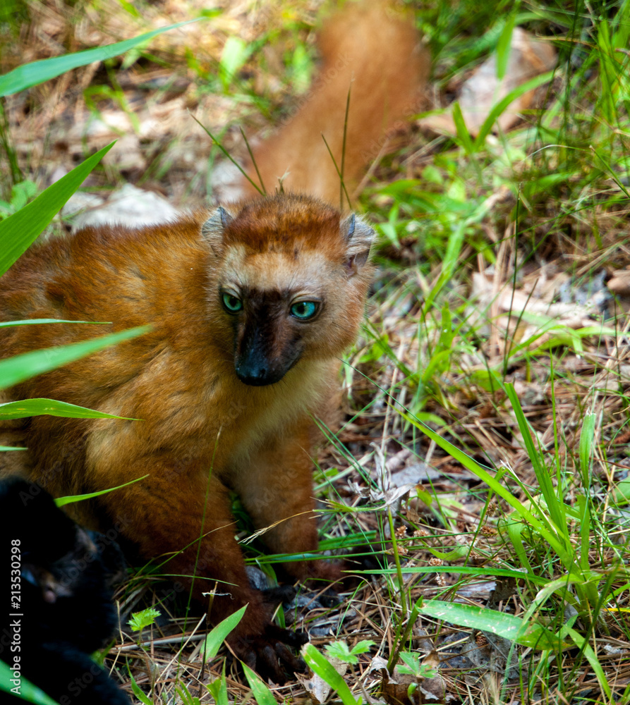 Obraz premium lemur lemurs ringtail sifaka madagascar