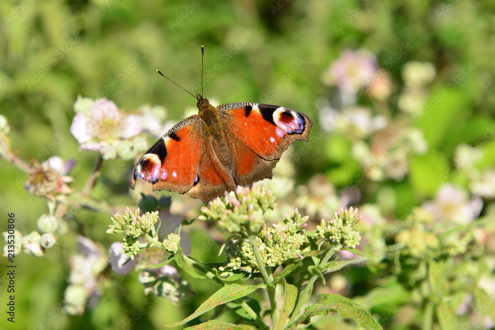 Peacock Butterfly, U.K.
Close-up of a Summer insect. Peacock Butterfly, U.K.
Close-up of a Summer insect.