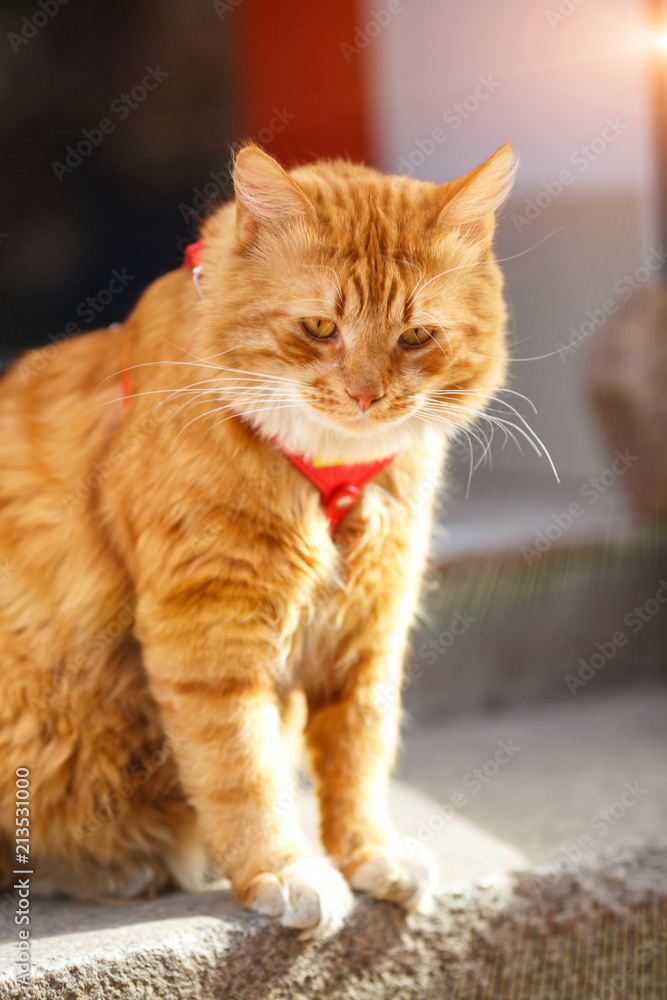 beautiful big red cat sitting looking around beautiful big red cat sitting looking around