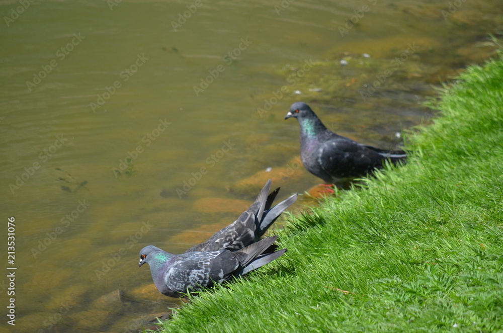 Obraz premium hot sunny summer birds pigeons at the river drink water