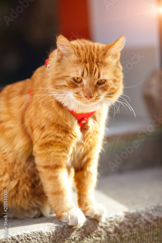 beautiful big red cat sitting looking around © Екатерина Переславце