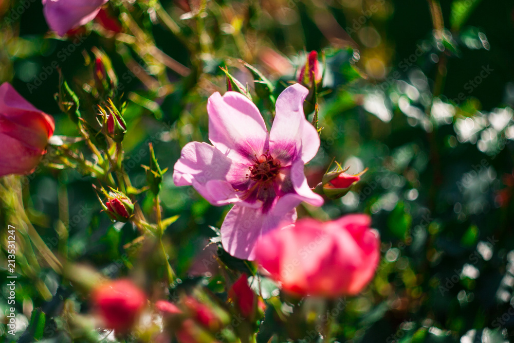 Obraz premium Fiore estate