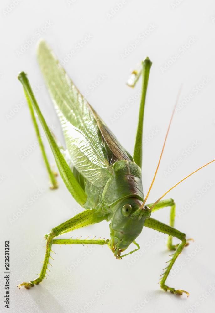 Big green grasshopper on white background close up Big green grasshopper on white background close up