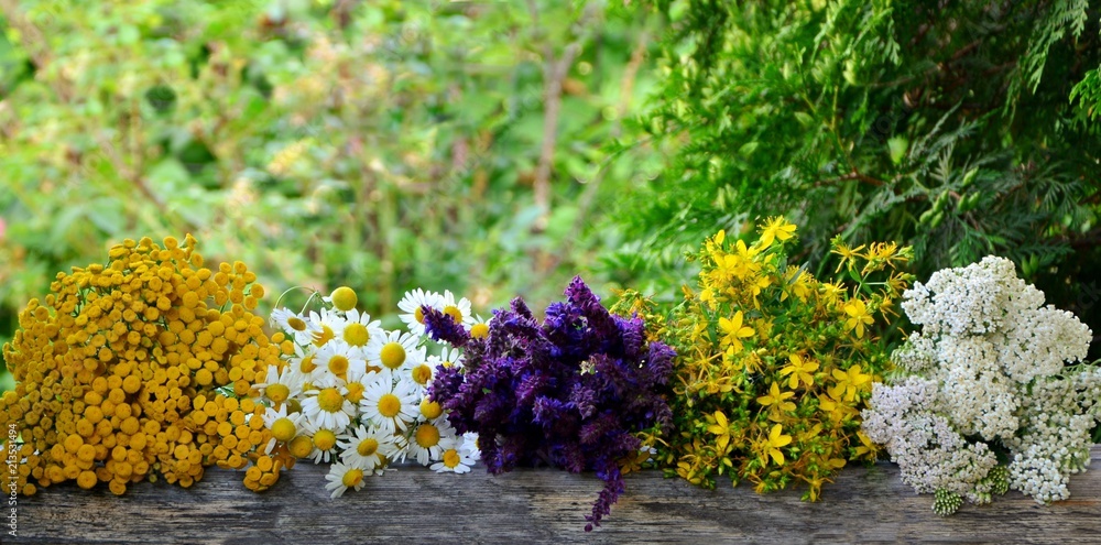 Medicinal plants chamomile, tansy, yarrow, sage and St. John's wort on the table in the background of the garden close-up. Medicinal plants chamomile, tansy, yarrow, sage and St. John's wort on the table in the background of the garden close-up.