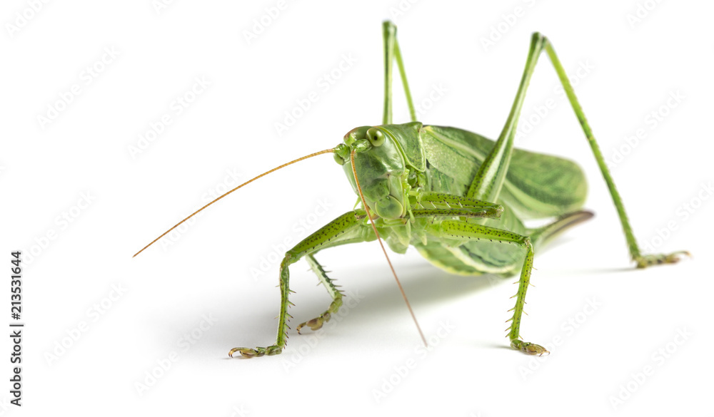 Big green grasshopper on white background close up