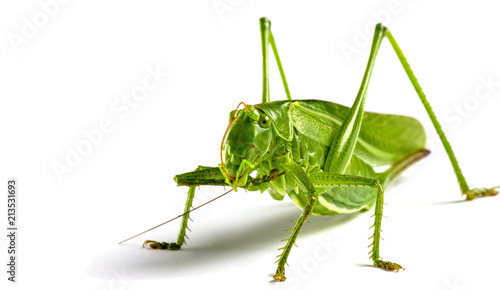 Slika na platnu Big green grasshopper on white background close up