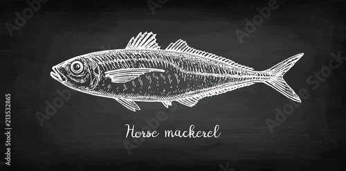 Chalk sketch of horse mackerel.