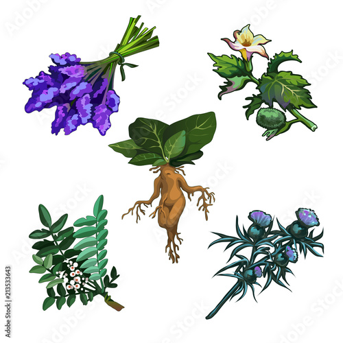 Set of noxious plants isolated on white background. Ingredients for magical potions. Common yew or Taxus baccata, Mandrake root, Thornapple or Datura stramonium, Milk Thistle or Silybum marianum photo