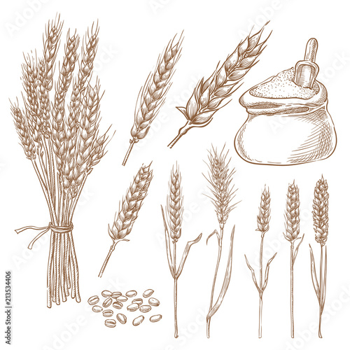 Wallpaper Mural Wheat cereal spikelets, grain and flour bag vector sketch illustration