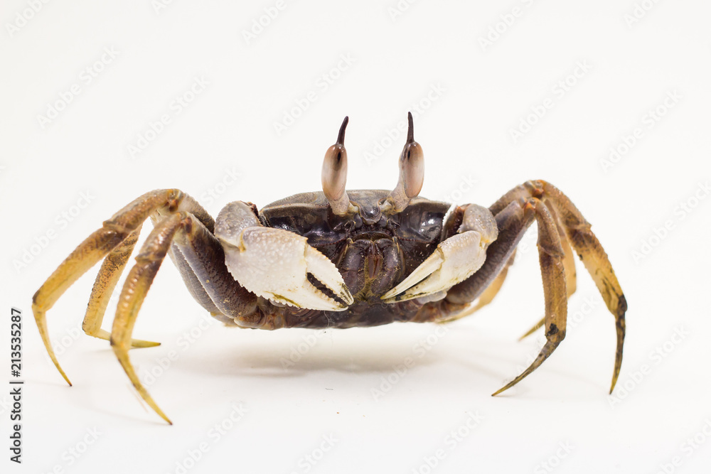 White background Horn-eyed ghost crab Ocypode ceratophthalmus form Phuket Thailand White background Horn-eyed ghost crab Ocypode ceratophthalmus form Phuket Thailand