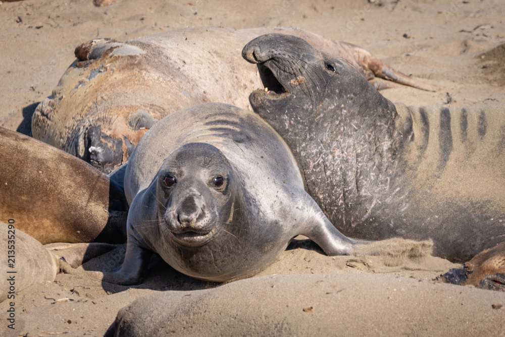 Elephant seals in San Simeon, CA Elephant seals in San Simeon, CA