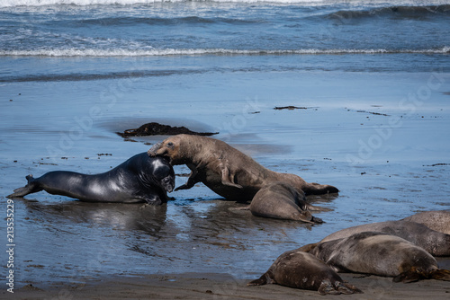 Elephant seals sparring on the beach in California.
