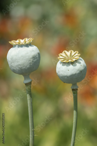 Two poppy Seed heads on a bright sunney day photo