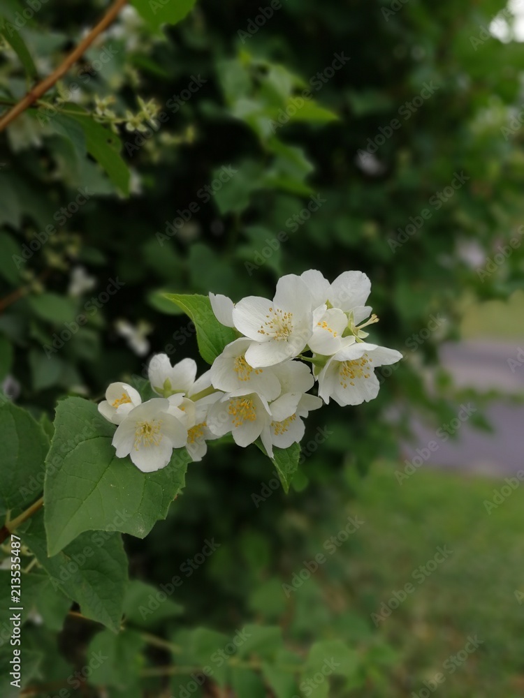 Jasmine flowers.