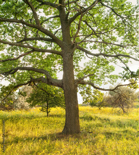 century old oak panorama in a meadow with yellow flowers