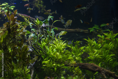 Fresh water aquarium with fish and vegetation