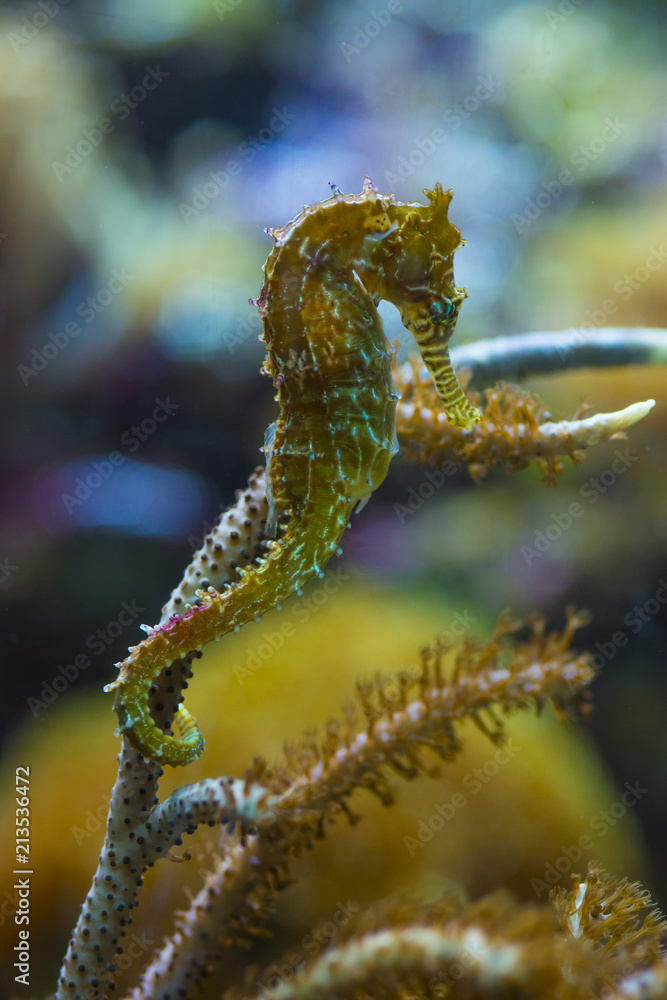 Naklejka premium Colorful seahorse in water aquarium animal fish