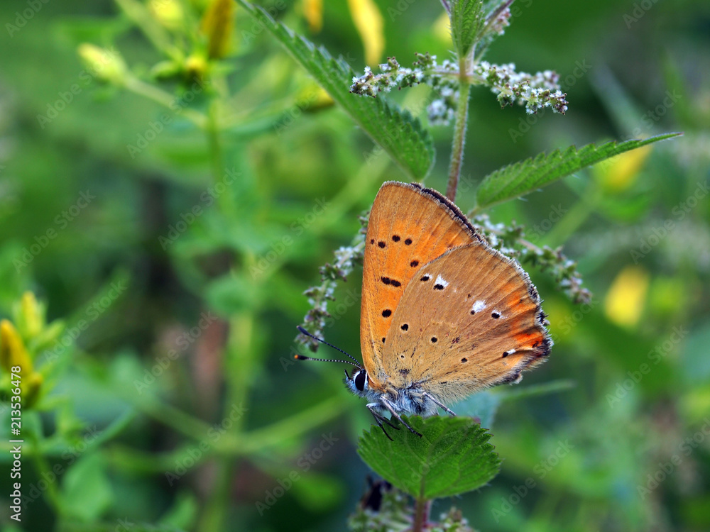 Fototapeta premium Dukatenfalter