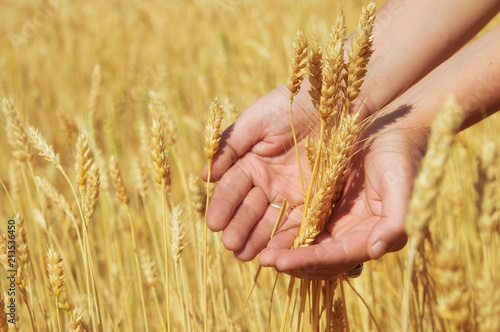 Ears of yellow golden ripe wheat in hand on agricultural fields of Saratov region