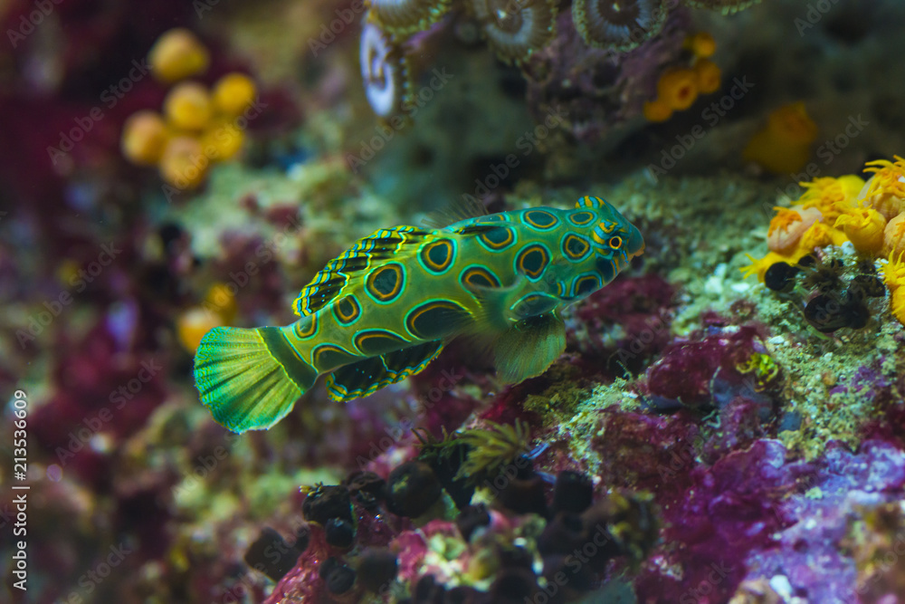 Colorful green marine salt water fish in aquarium Stock Foto Adobe Stock