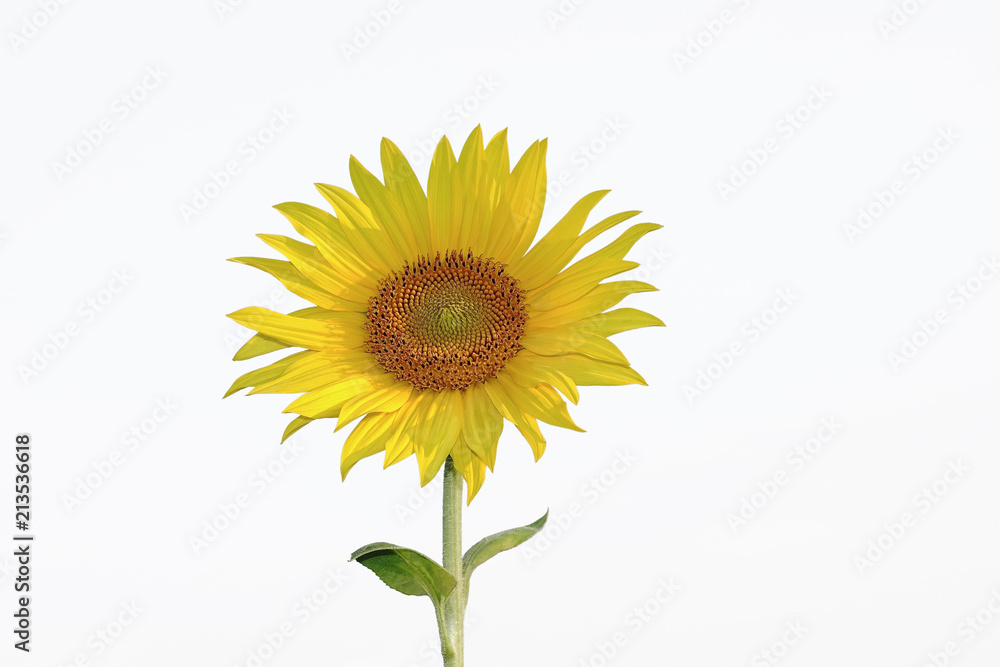 Fototapeta premium Sonnenblume isloliert