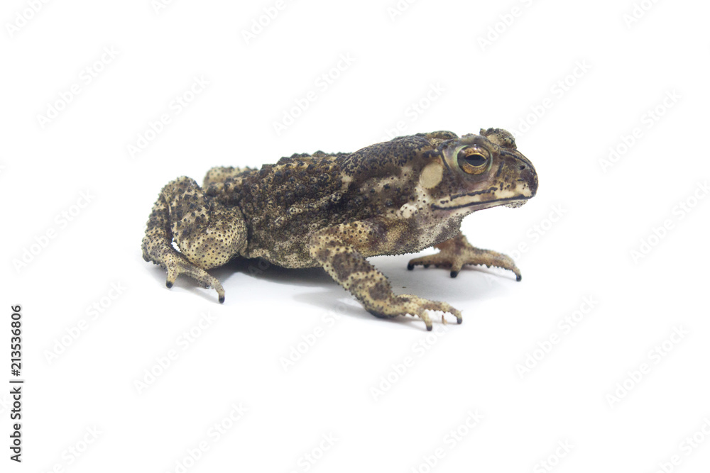 Fototapeta premium Toad White Background form phuket Thailand