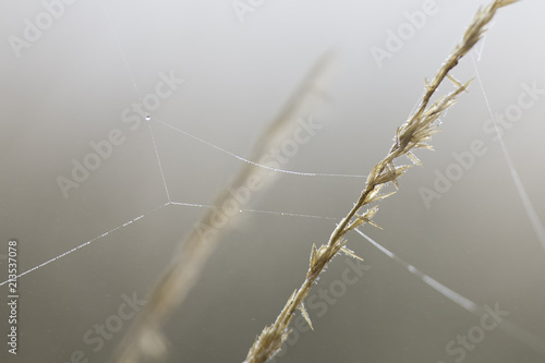 Close-up of wet dew on a spider web in the early morning fog © Alta Oosthuizen