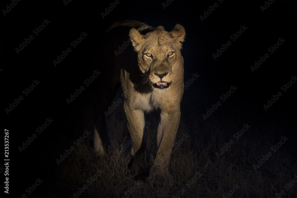 Naklejka premium Silhouette of an adult lion male with huge mane walking in darkness