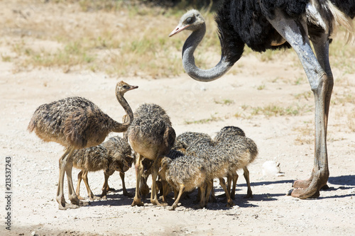 Family of ostriches drinking water from a pool in hot sun of the Kalahari
