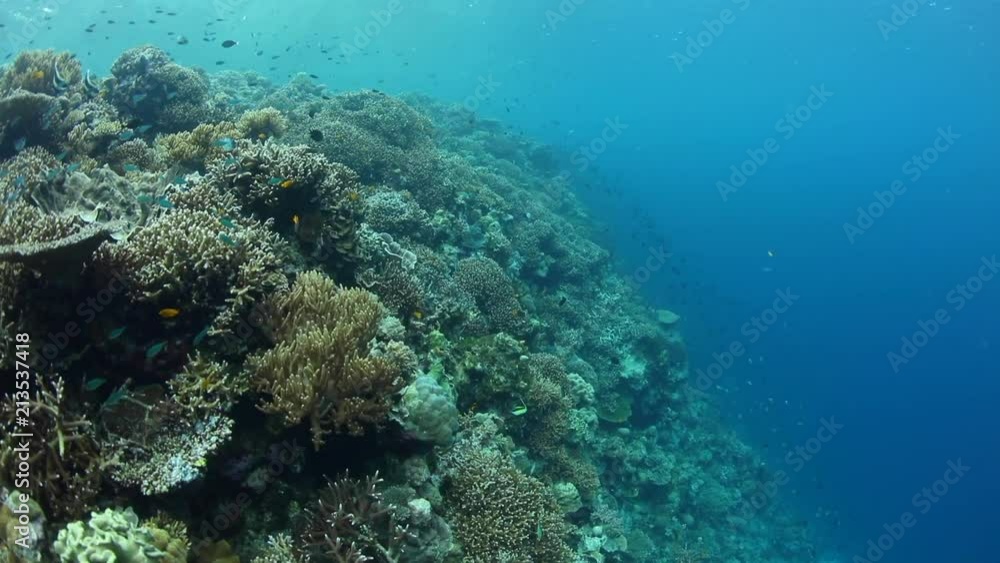 Healthy Coral Reef in Wakatobi Healthy Coral Reef in Wakatobi