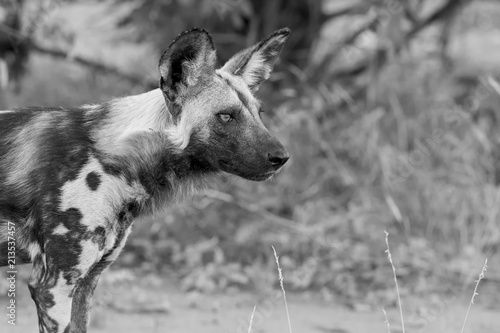 Photography Portrait of a wild dog while on a hunt in artistic conversion