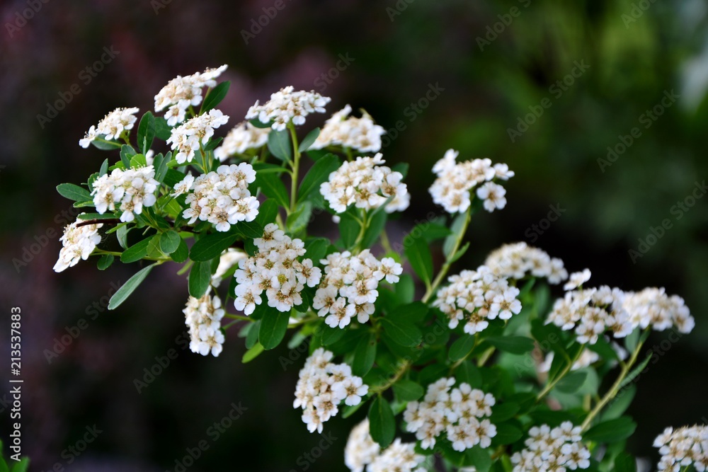 A branch of blooming white spirea Snow White in the garden close-up. A branch of blooming white spirea Snow White in the garden close-up.