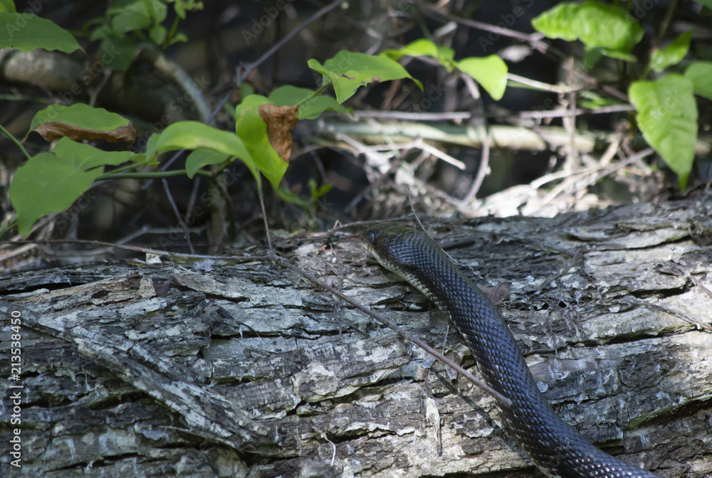 Black Western Rat Snake Crawling over a Tree Trunk Black Western Rat Snake Crawling over a Tree Trunk