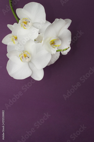 romantic branch of white orchid