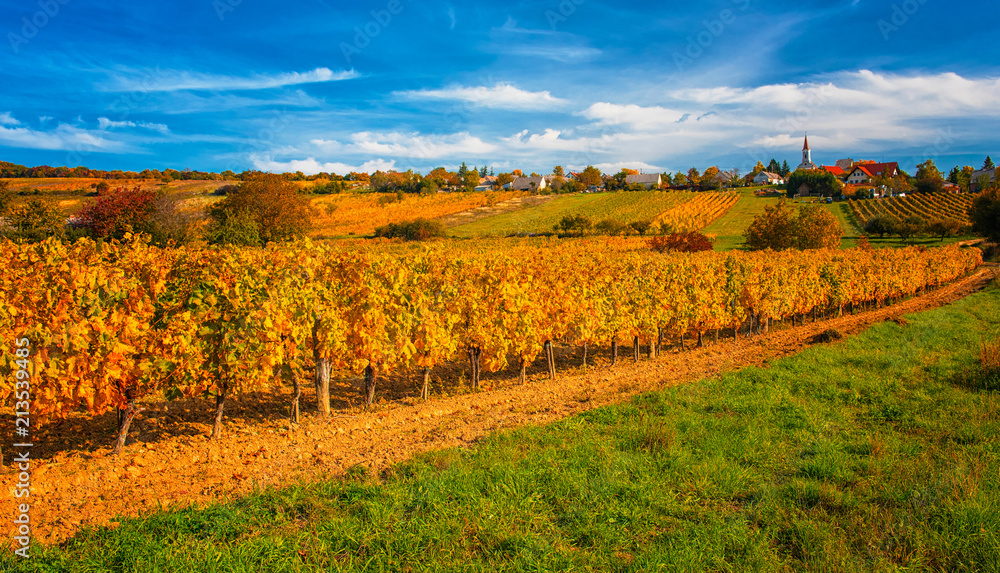 Fototapeta premium Nice vineyard in Hungary in autumn