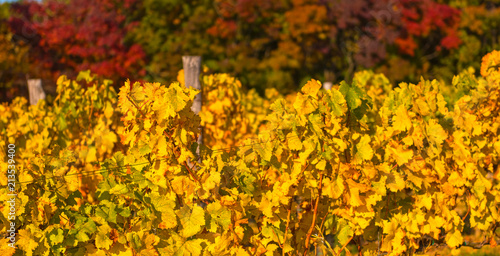 Fototapeta Naklejka Na Ścianę i Meble -  Nice vineyard in Hungary in autumn