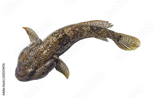 Bild auf Leinwand Bullhead fish, brown goby martovik isolated on white background
