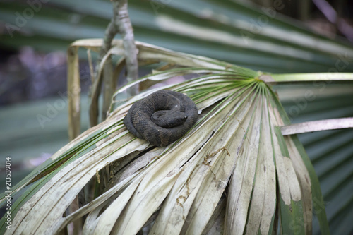 Juvenile Cottonmouth Snake Resting