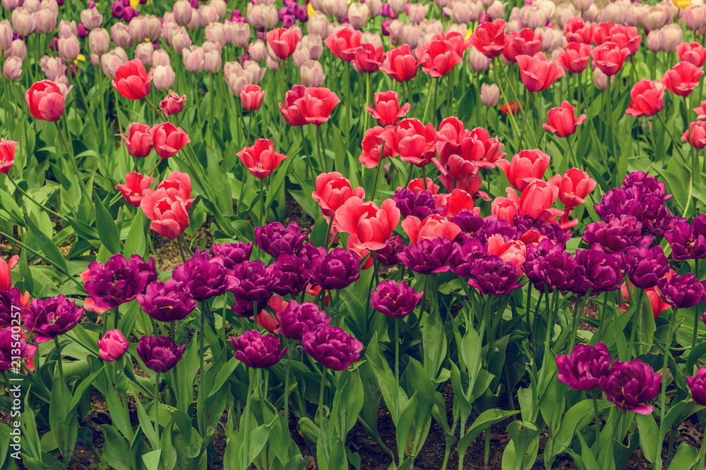 Tulip Festival from St. Petersburg Russia. Tulip Festival from St. Petersburg Russia.