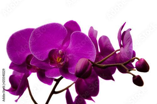 Orchid flower close-up on isolated background.