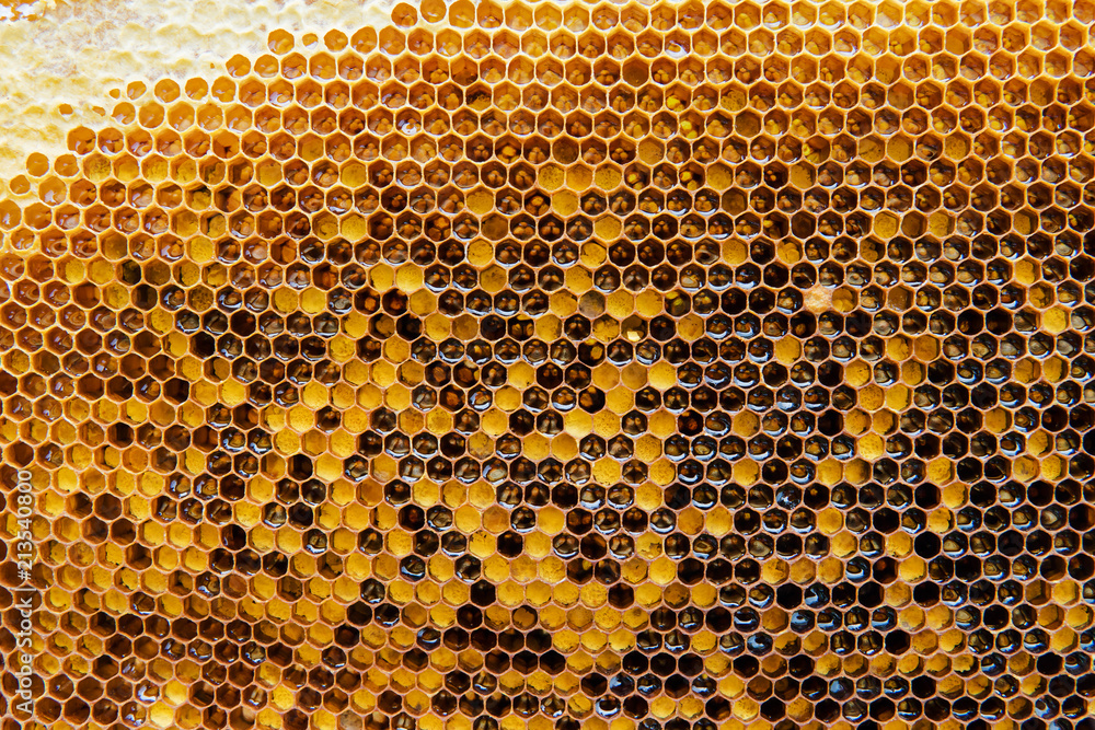 Honeycombs with honey. Natural background. Nectar Apiculture